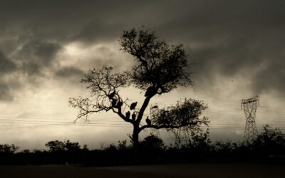 Power lines kill vultures
