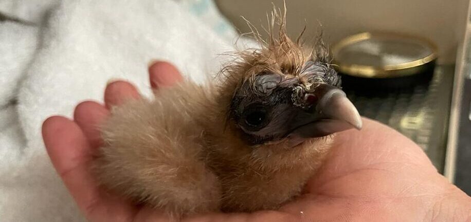 An Egyptian vulture chick in an open palm