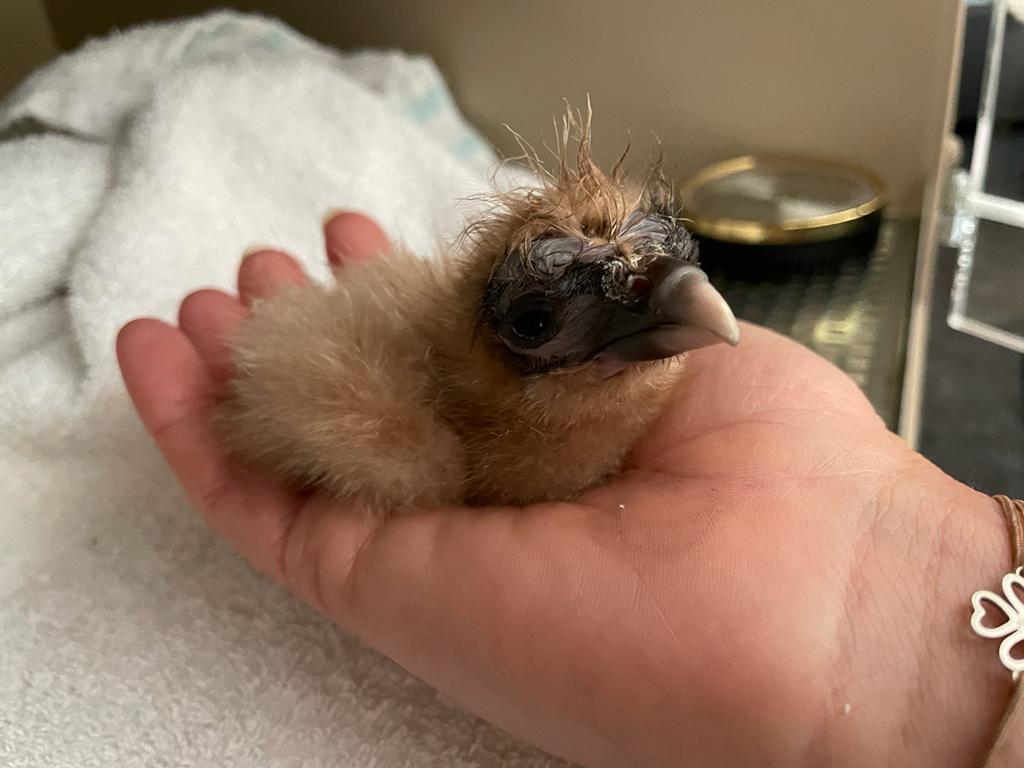 An Egyptian vulture chick is held in an out-stretched palm