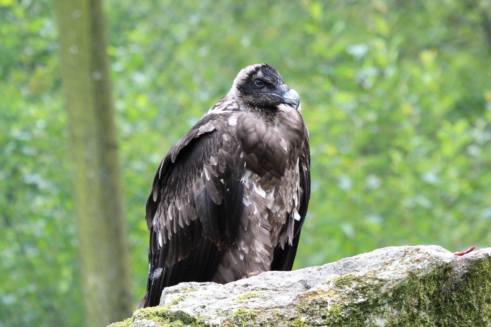 Juvenile bearded vulture Juvenile bearded vulture sitting on a rock