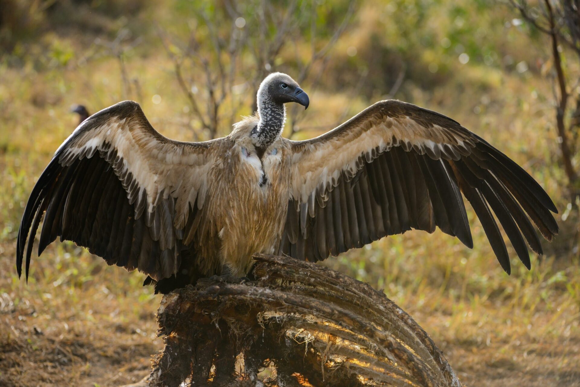 pexels-frans-van-heerden-10544539-awhite-backed-vulture African white-backed vulture with wings spread over a carcass ribcage