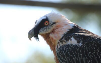 Bearded Vultures on Wild Inside, BBC Radio 4