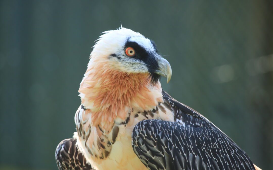 28th September 2024  “Management of Birds of Prey for Health and Longevity Course” by Neil Forbes