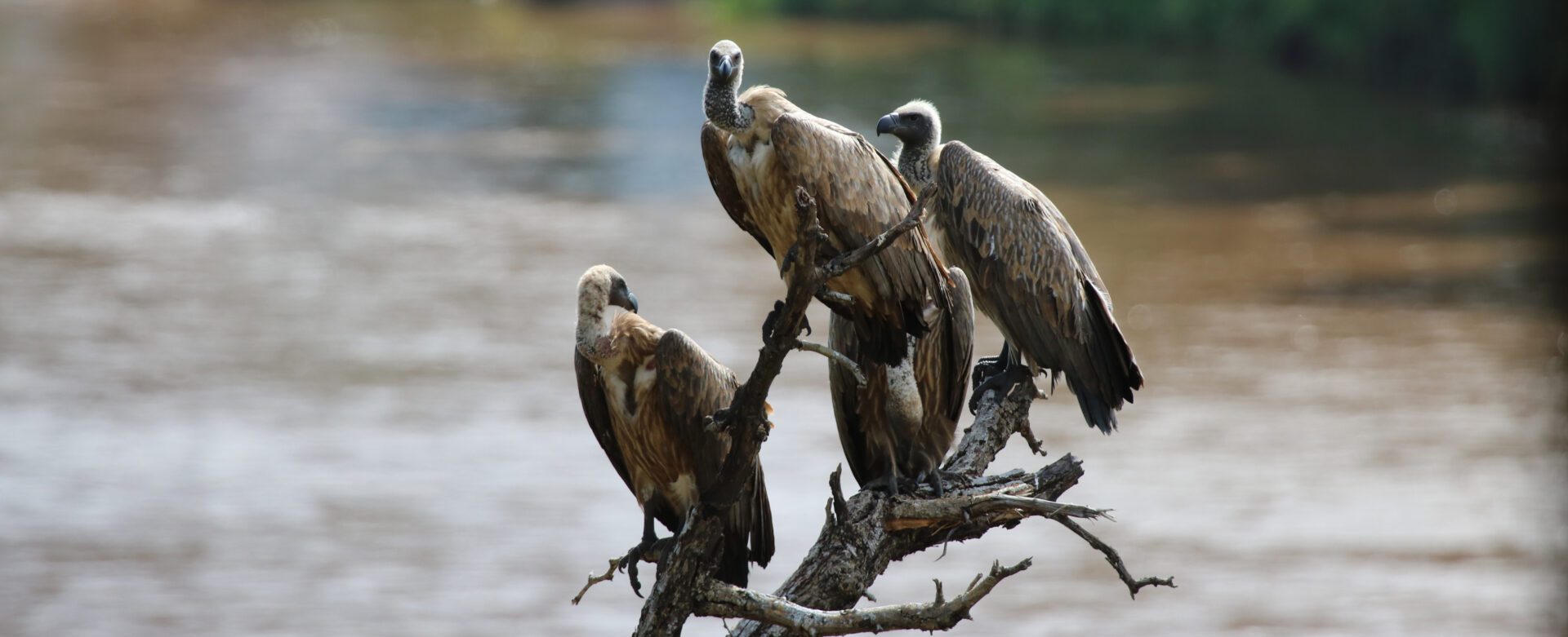 vultures on river