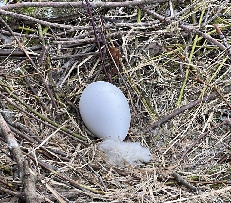 Make a House a Home – Nest Building