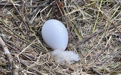 Make a House a Home – Nest Building