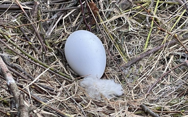 Egg in nest cropped An egg in a stick nest
