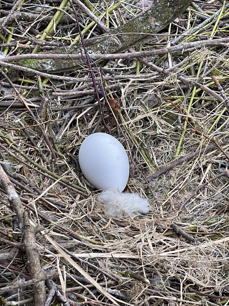 An egg in a stick nest