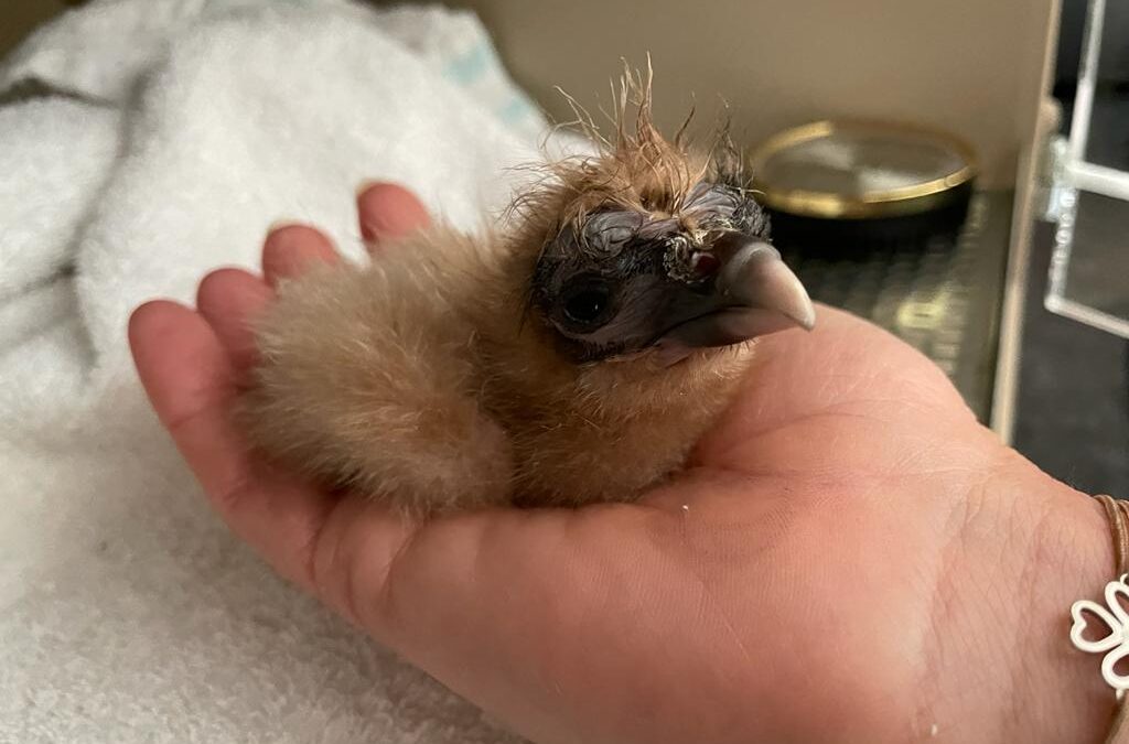 Breeding Season Recap 2022