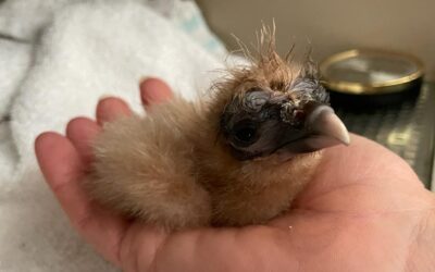 Breeding Season Recap 2022