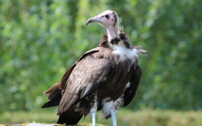 First Egg for Critically Endangered Hooded Vultures