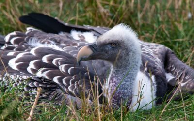 Critically Endangered Vulture Born at ZSL London Zoo