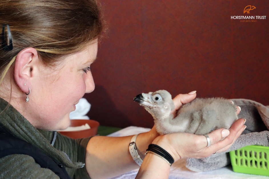 A woman holds a small, grey vulture chick in her hands