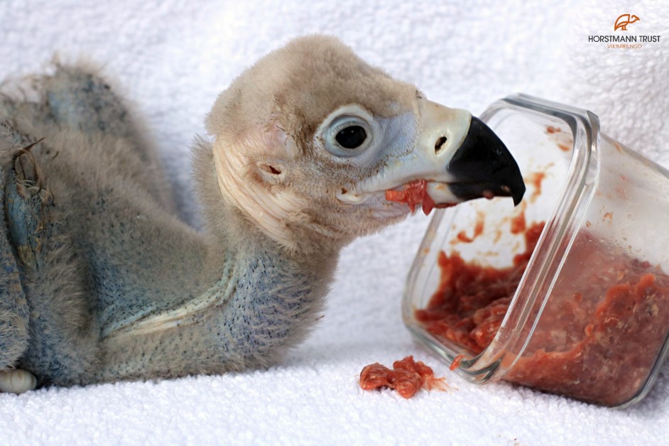 A vulture chick eats minced food out of a container
