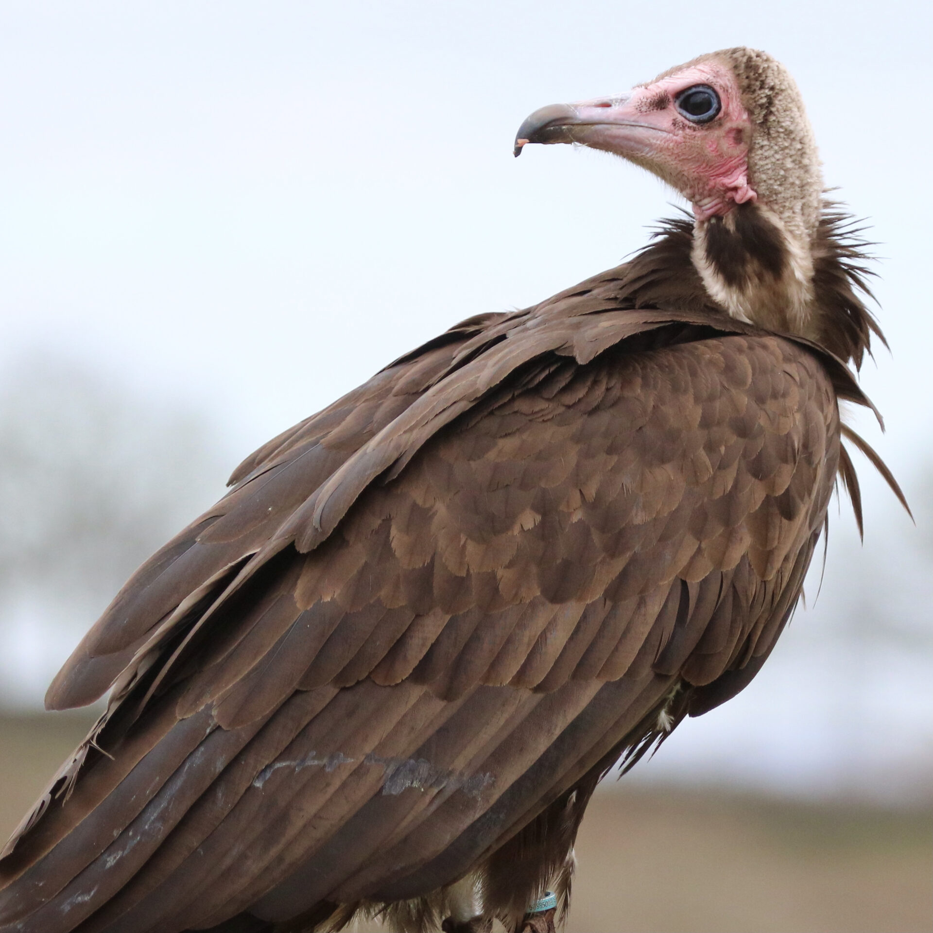 A brown vulture with pale head and pink face. It's eyes are ringed blue.
