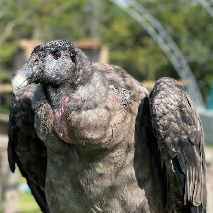 A grey-brown vulture with a large beak and bald head