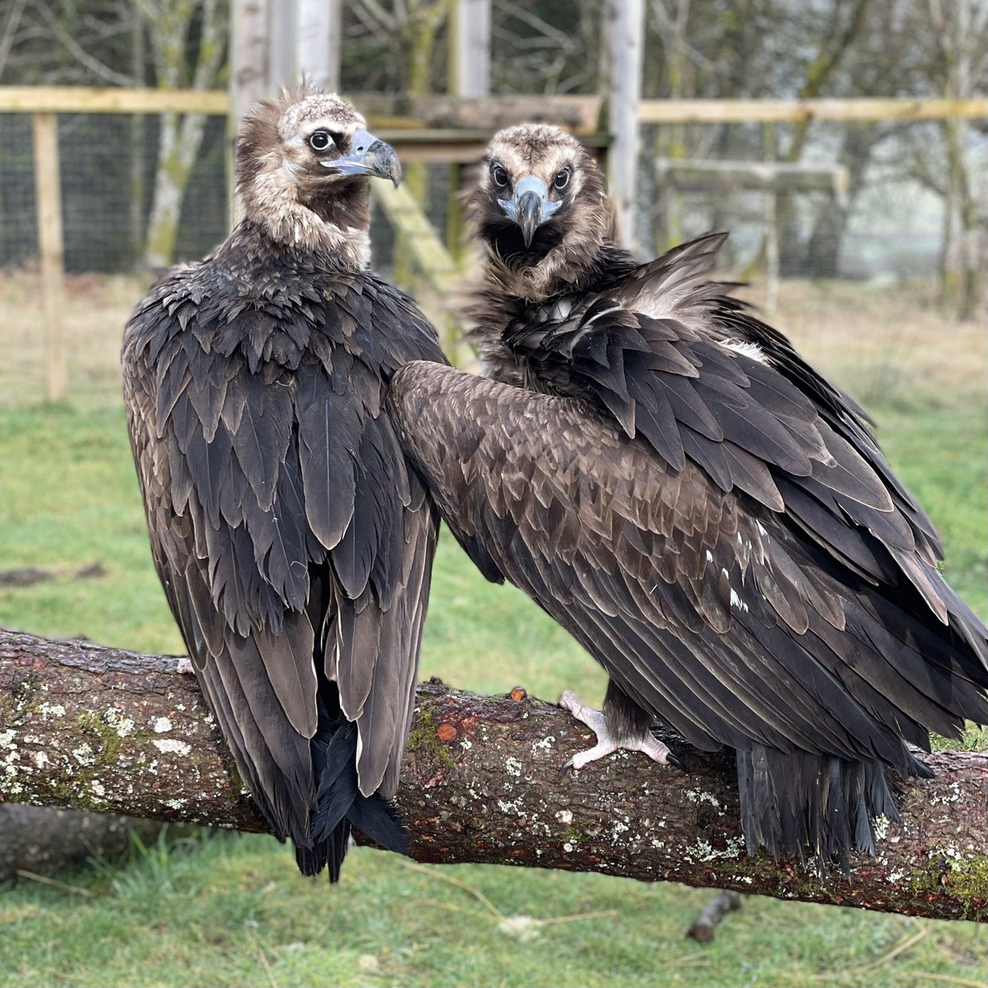 Two large, brown vultures sit on a log in an aviary