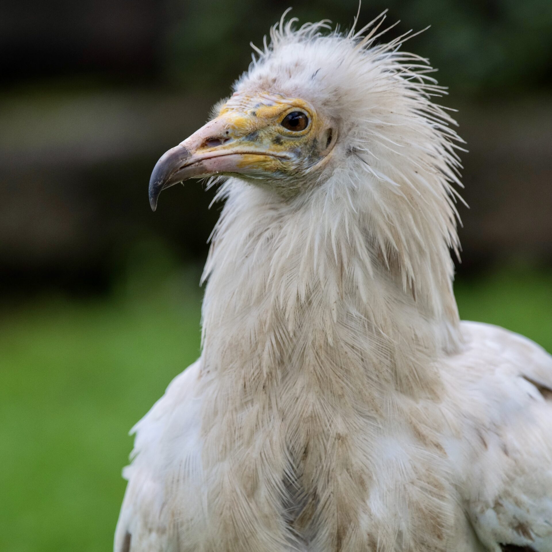 A white vulture with a yellow face and long, hooked beak