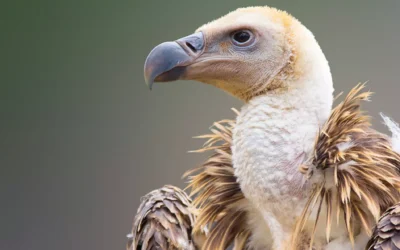 Horstmann Trust Celebrates Second Consecutive Year of Vulture Conservation Success at London Zoo