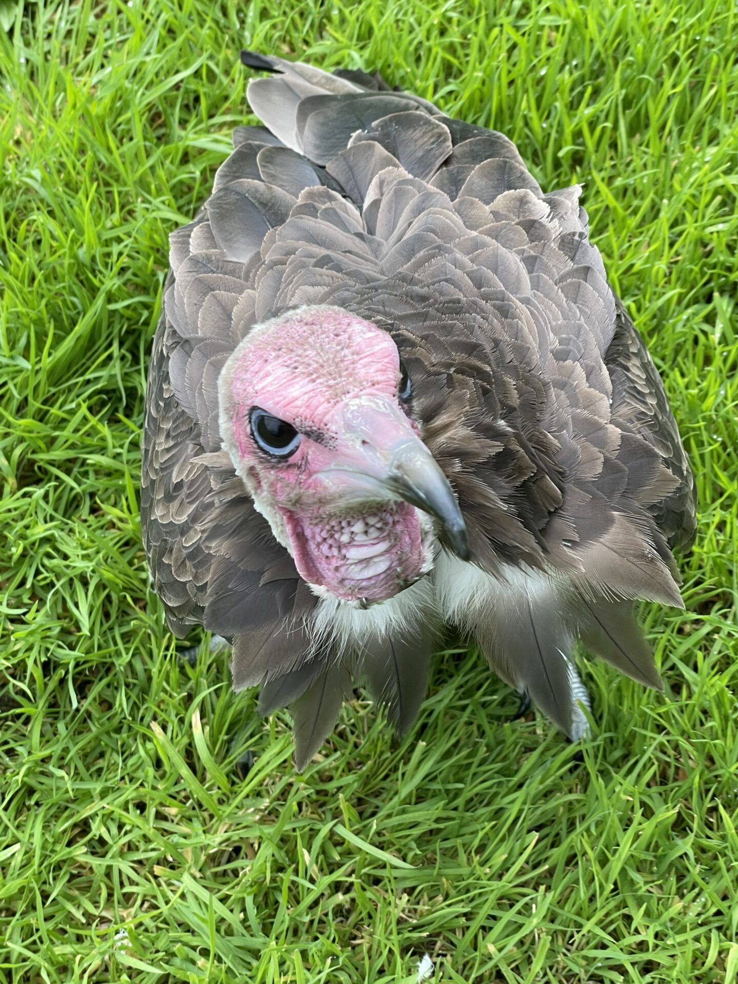 A brown vulture with pale head and pink face. It's eyes are ringed blue.
