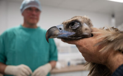 First-Ever Stem-Cell Treatment for Vulture