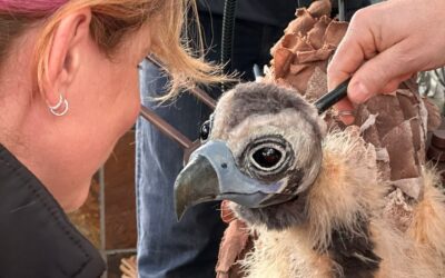 Meet Puppet Bernard: A Vulture With a Mission