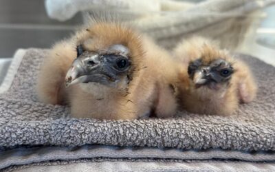 Historic first as UK-bred Egyptian vultures head to Bulgaria for release to reinforce Europe’s last Balkan population