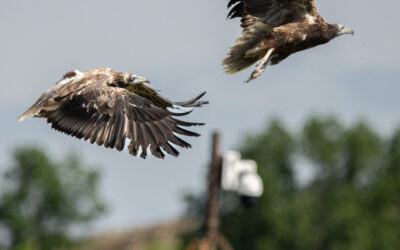 Egyptian Vultures bred in UK released in Bulgaria